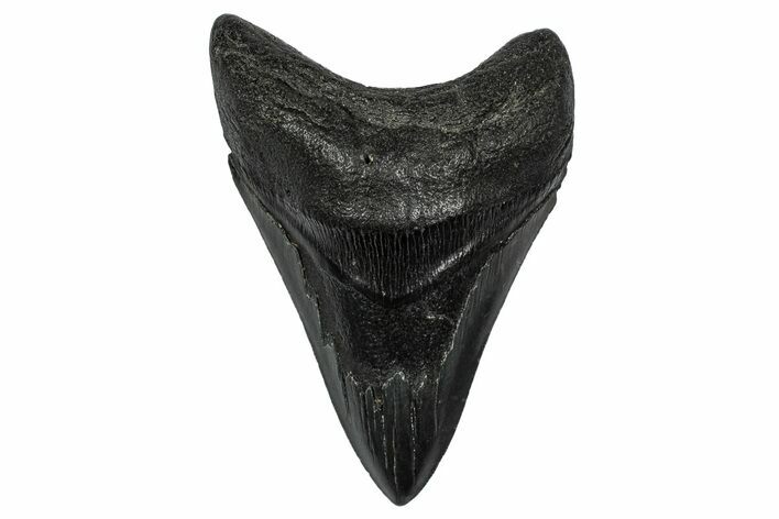 Fossil Megalodon Tooth - South Carolina #345804
